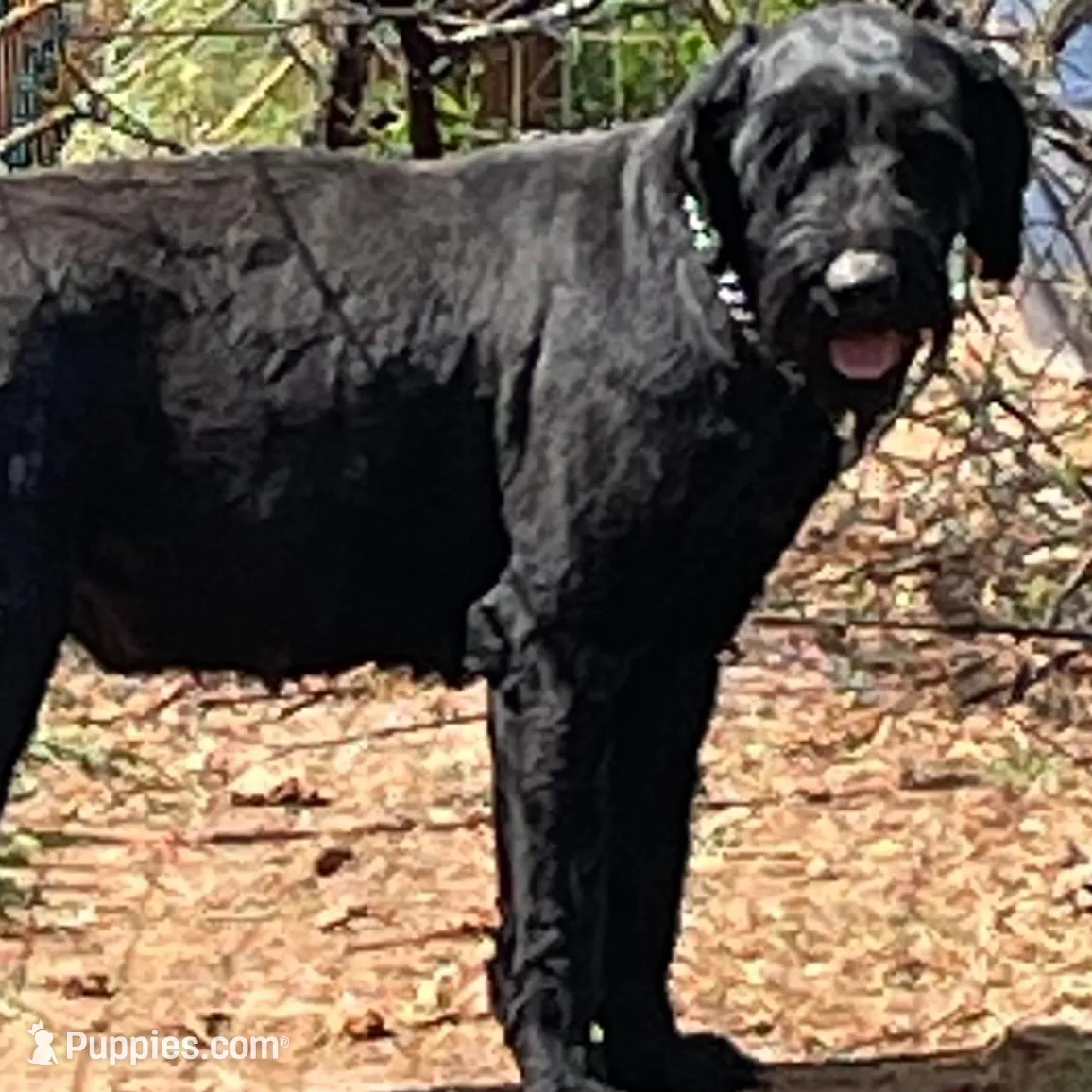 Beautiful Giant Pup Female, a female Giant Schnauzer for sale in Big Sandy, TX – 3 of 5