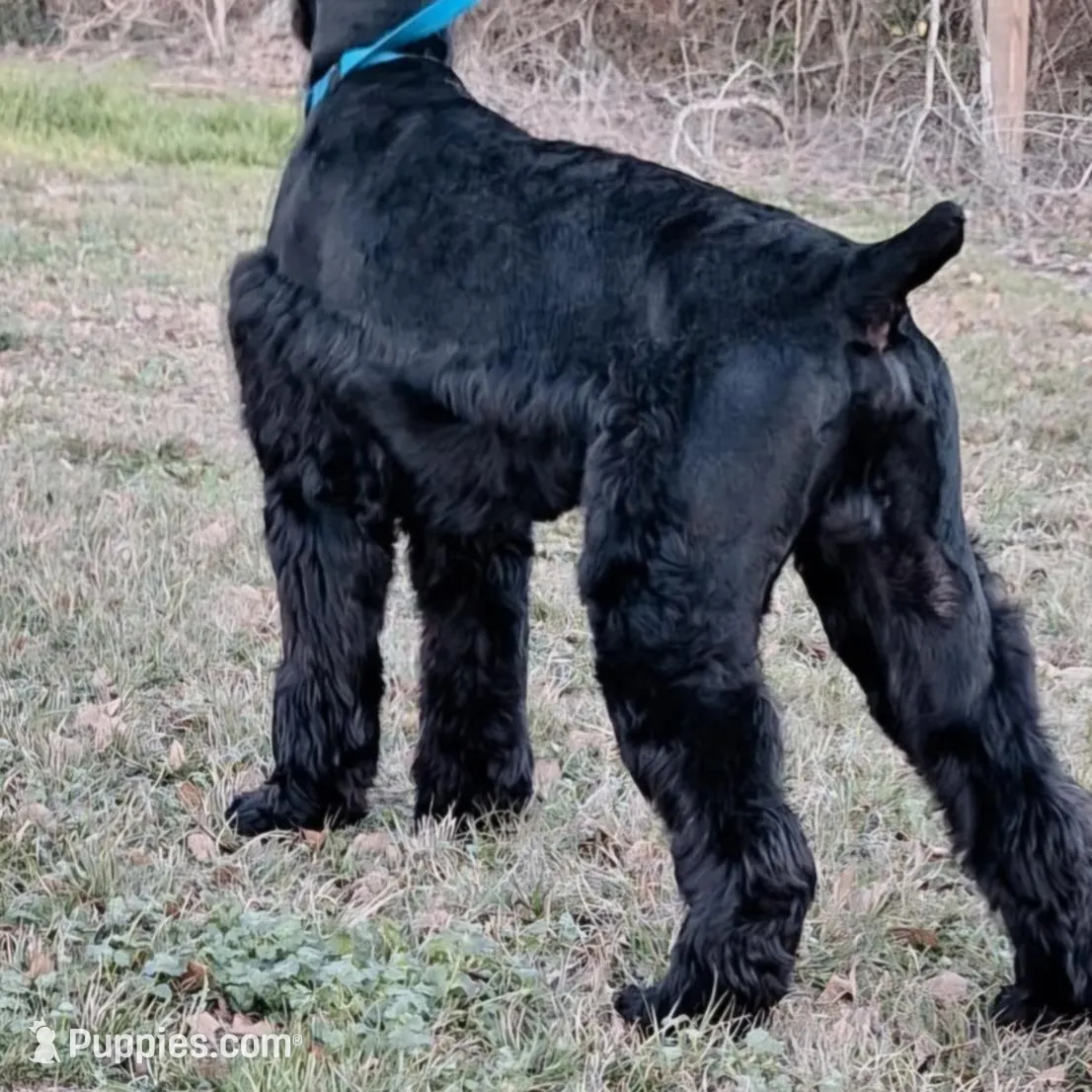 Beautiful Giant Pup Female, a female Giant Schnauzer for sale in Big Sandy, TX – 4 of 5