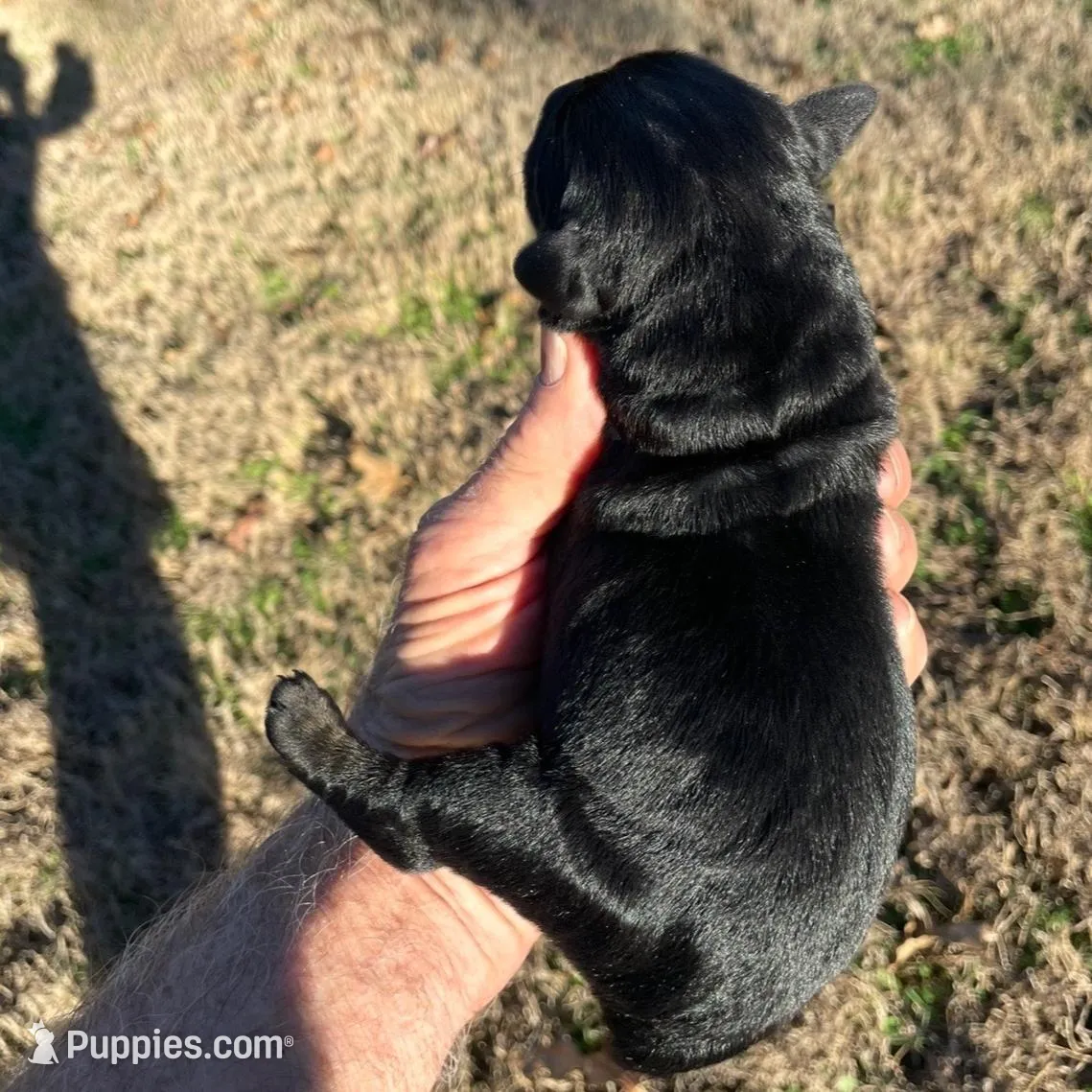 Beautiful Giant Pup Female, a  Giant Schnauzer for sale in Big Sandy, TX – Photo 2 of 8