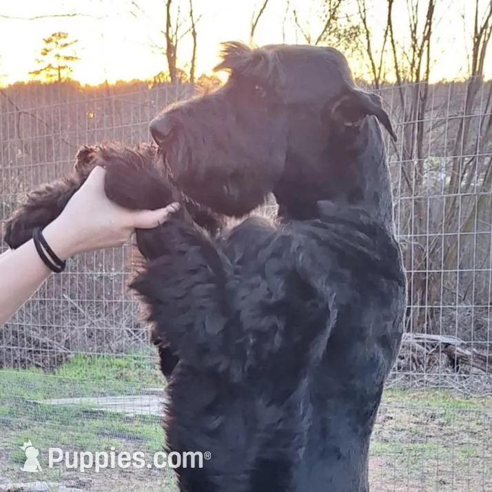 Beautiful Giant Pup Female, a female Giant Schnauzer for sale in Big Sandy, TX – 5 of 5