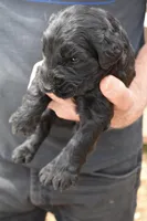Hannah's Pups, a female Giant Schnauzer for sale in Big Sandy, TX – Photo 2 of 4