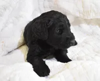 Hannah's Pups, a female Giant Schnauzer for sale in Big Sandy, TX – Photo 1 of 4