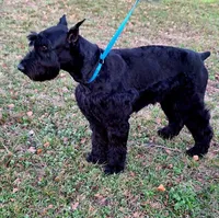 Max, a  Giant Schnauzer for sale in Big Sandy, TX – 5 of 6