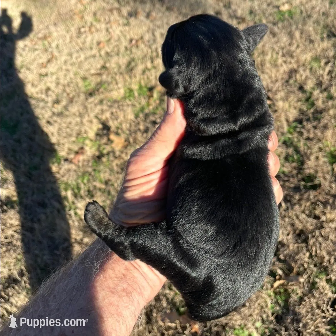 Handsome Giant Male Pup, a  Giant Schnauzer for sale in Big Sandy, TX – Photo 3 of 8
