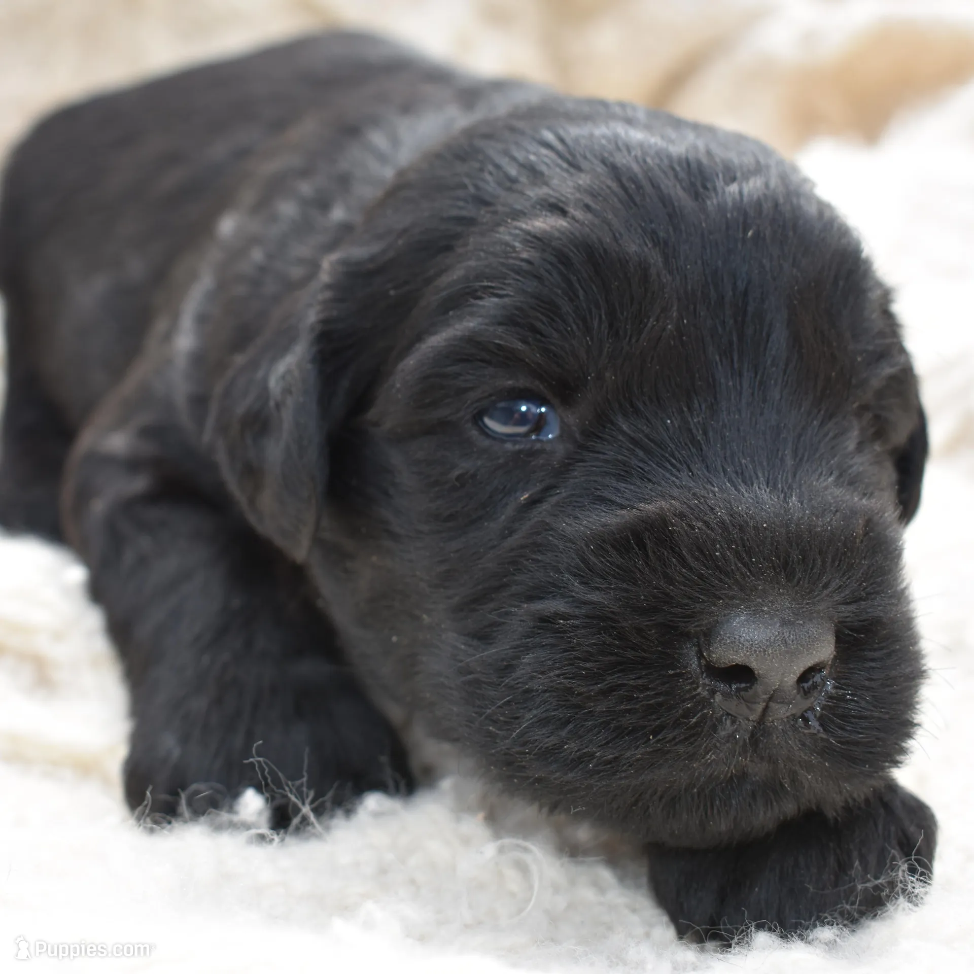 Handsome Giant Male Pup – Giant Schnauzer puppy for sale in Big Sandy, TX