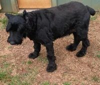 Handsome Giant Male Pup, a  Giant Schnauzer for sale in Big Sandy, TX – Photo 5 of 8