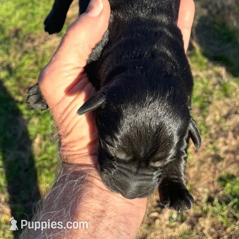 Handsome Giant Male Pup, a  Giant Schnauzer for sale in Big Sandy, TX – Photo 2 of 8