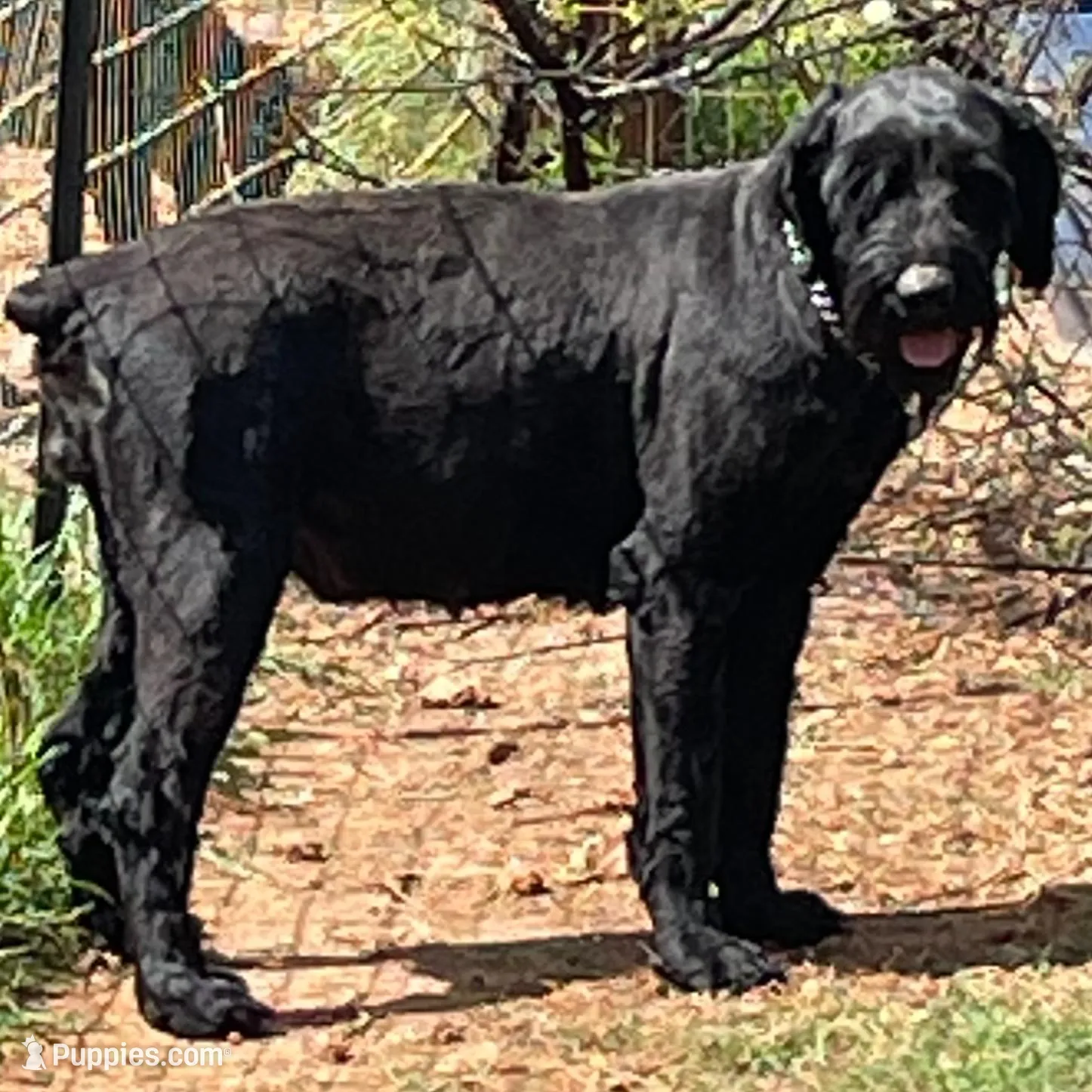 Handsome Giant Male Pup, a male Giant Schnauzer for sale in Big Sandy, TX – 4 of 6