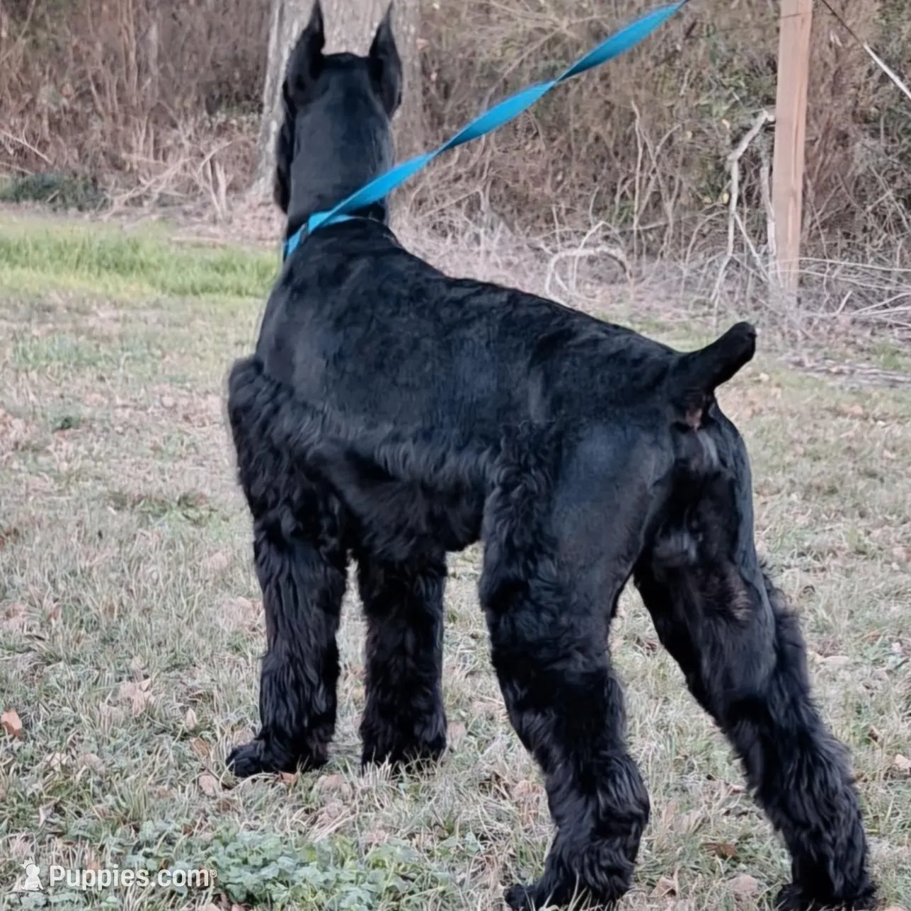 Handsome Giant Male Pup, a male Giant Schnauzer for sale in Big Sandy, TX – 5 of 6