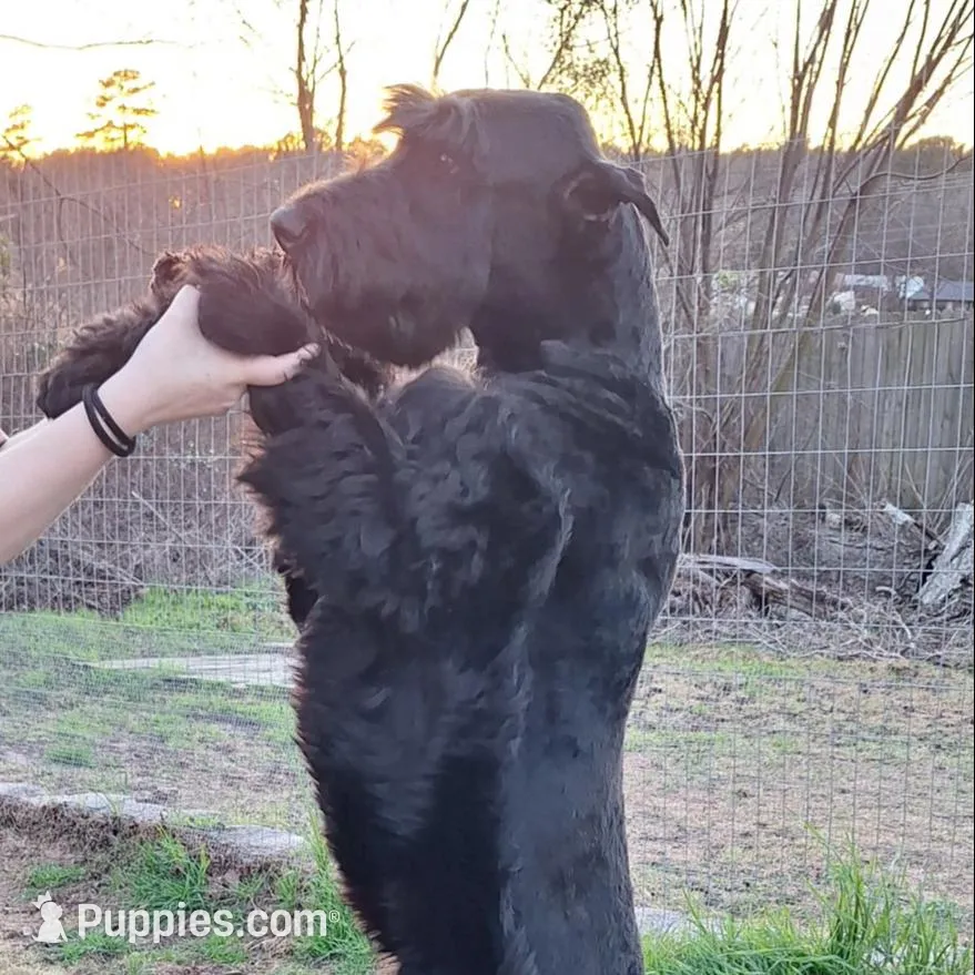 Handsome Giant Male Pup, a male Giant Schnauzer for sale in Big Sandy, TX – 6 of 6