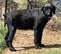 Giant Schnauzer Female, a  Giant Schnauzer for sale in Big Sandy, TX – 3 of 5