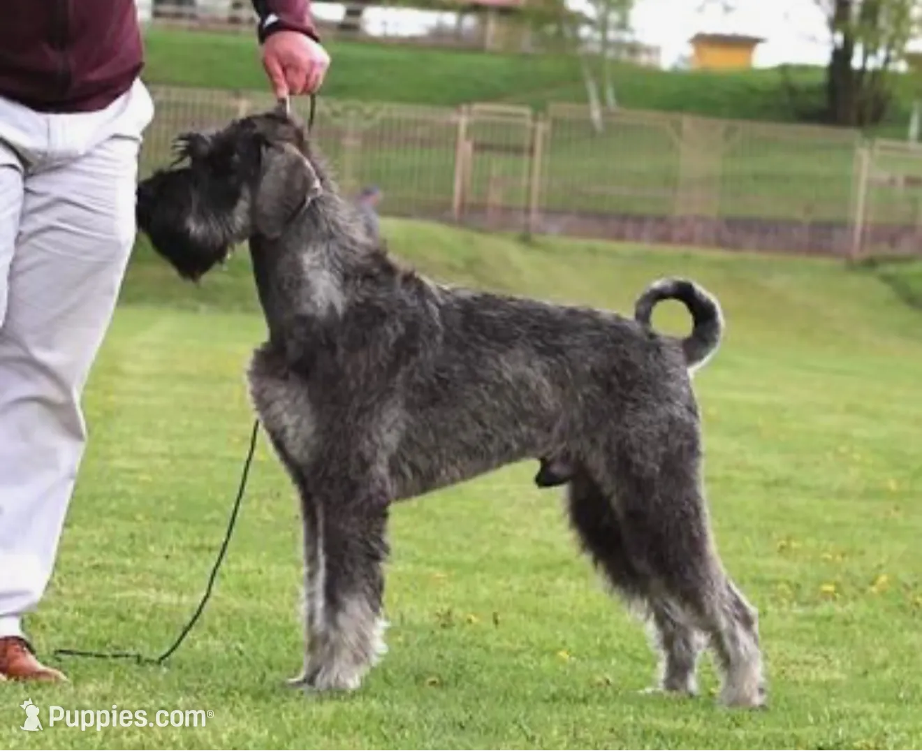 Lots Of Champions, a  Giant Schnauzer for sale in Big Sandy, TX – Photo 3 of 3