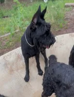 Lots Of Champions, a  Giant Schnauzer for sale in Big Sandy, TX – Photo 1 of 3