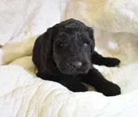 Maria's Pups, a male Giant Schnauzer for sale in Big Sandy, TX – Photo 1 of 3