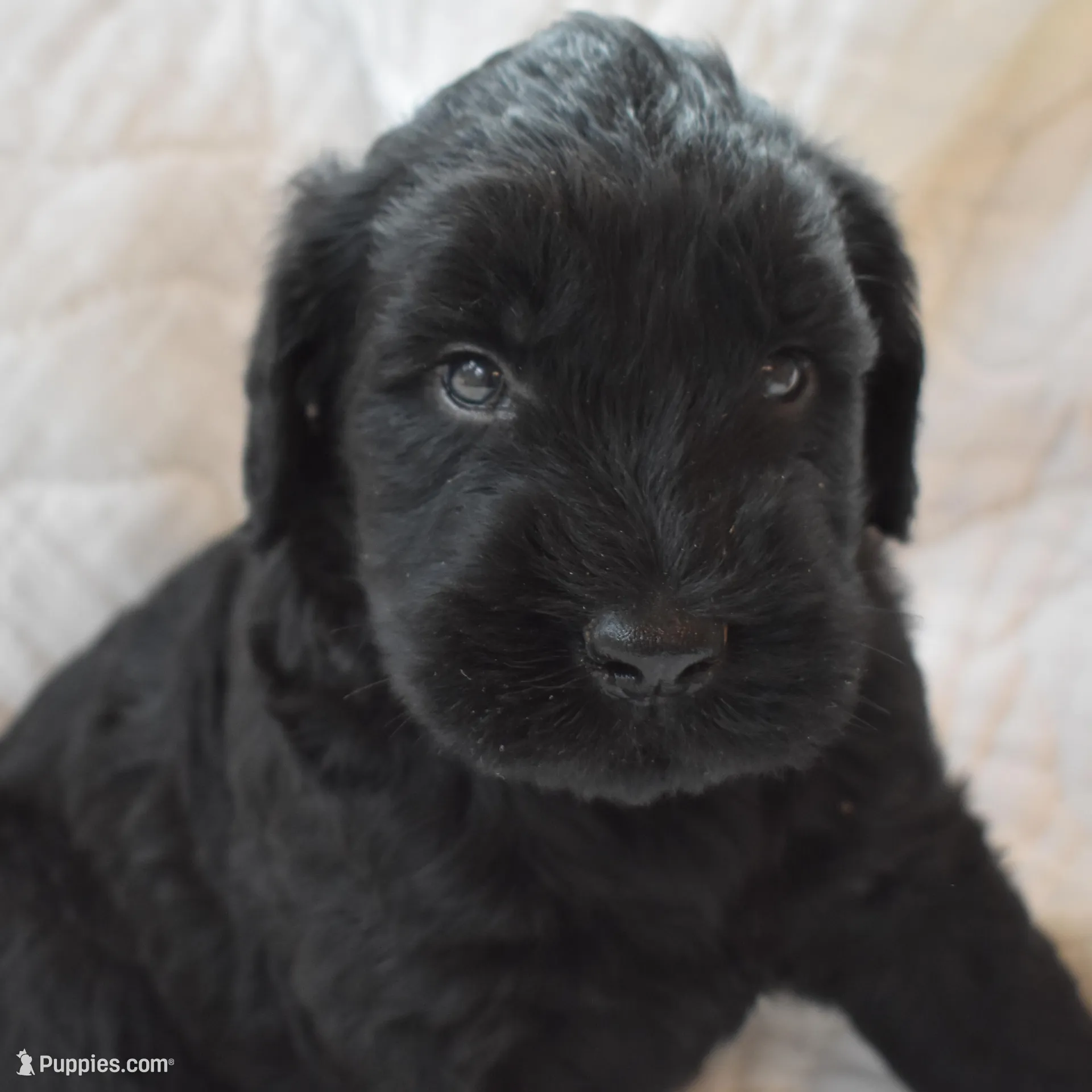 Beautiful Giant Pup Male – Giant Schnauzer puppy for sale in Big Sandy, TX