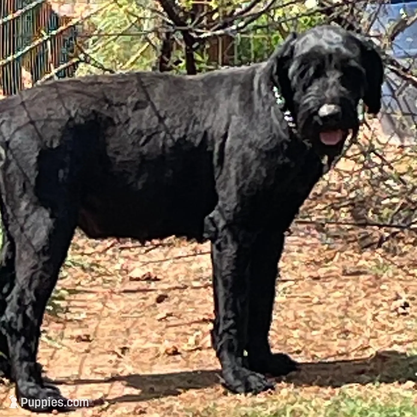 Beautiful Giant Pup Male, a male Giant Schnauzer for sale in Big Sandy, TX – 4 of 6