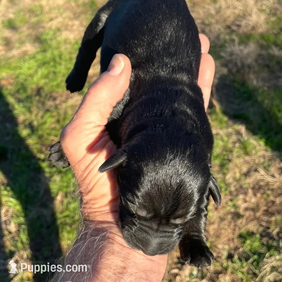 Beautiful Giant Pup Male, a  Giant Schnauzer for sale in Big Sandy, TX – Photo 2 of 9