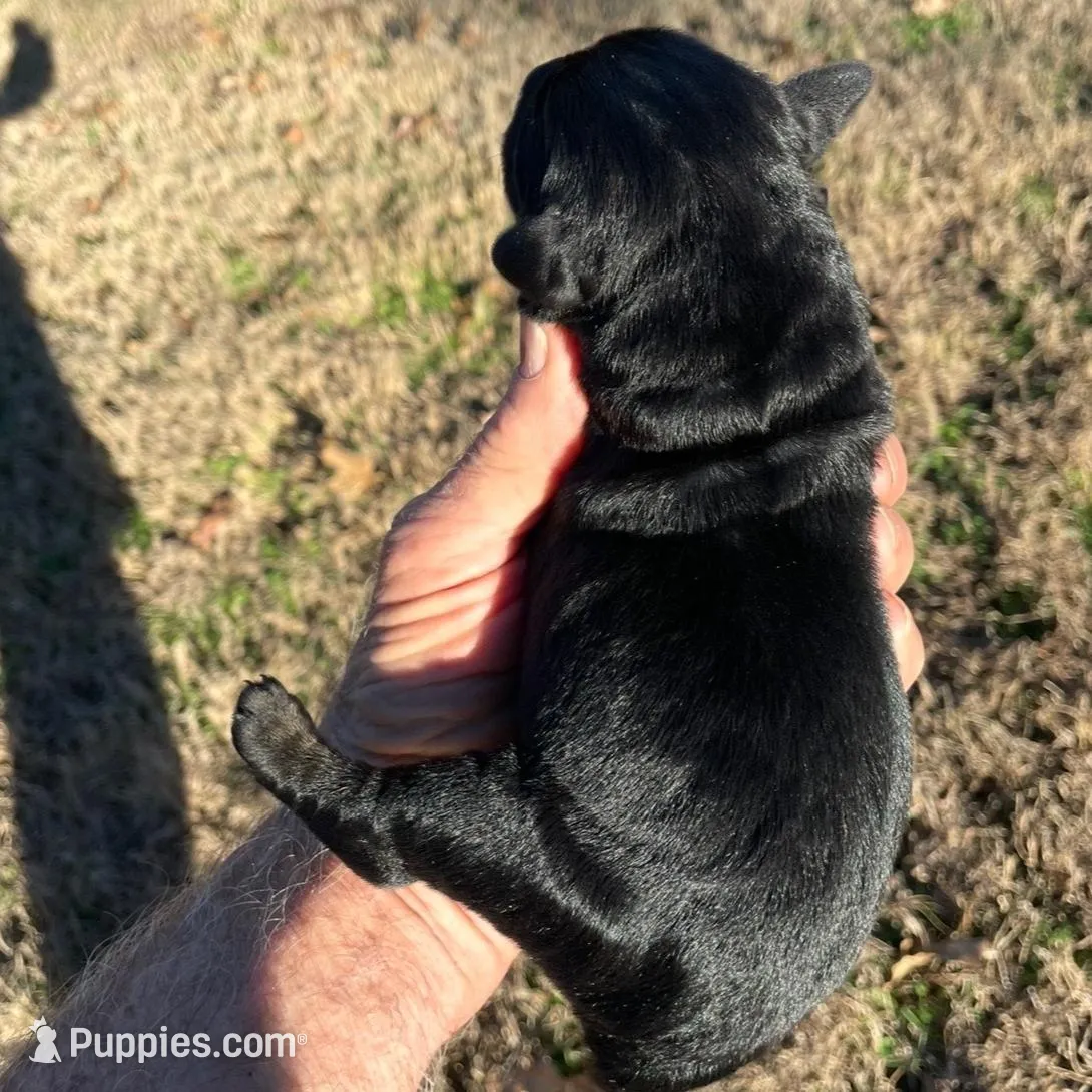 Beautiful Giant Pup Male, a  Giant Schnauzer for sale in Big Sandy, TX – Photo 3 of 9