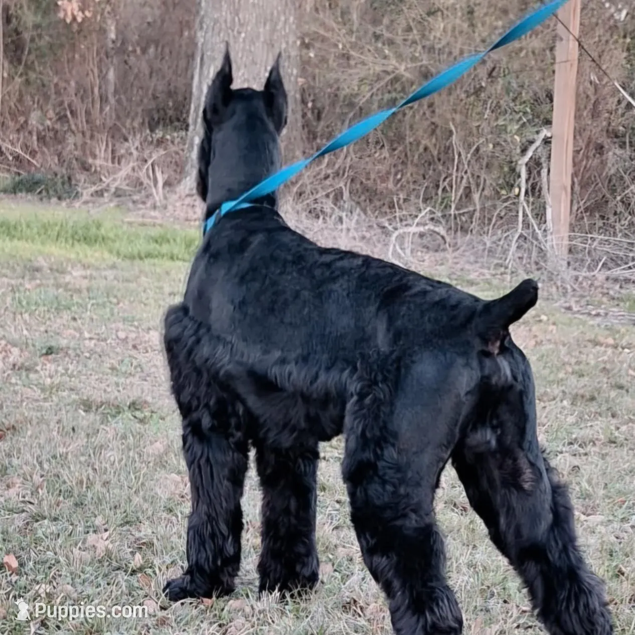 Beautiful Giant Pup Male, a male Giant Schnauzer for sale in Big Sandy, TX – 5 of 6