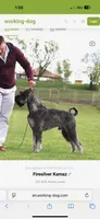 Beautiful Giant Pup Male, a  Giant Schnauzer for sale in Big Sandy, TX – Photo 4 of 9