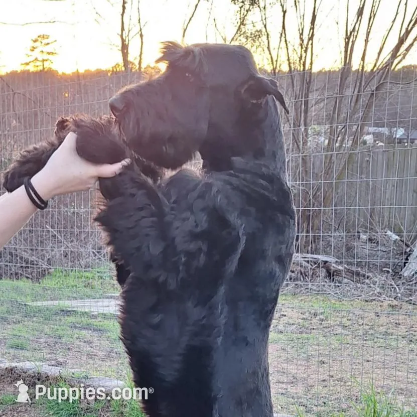 Beautiful Giant Pup Male, a male Giant Schnauzer for sale in Big Sandy, TX – 6 of 6