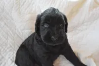 Giant Schnauzer Female, a  Giant Schnauzer for sale in Big Sandy, TX – 5 of 5