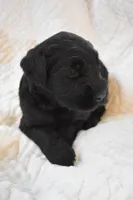 Giant Schnauzer Female, a  Giant Schnauzer for sale in Big Sandy, TX – 4 of 5