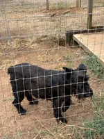 Max, a  Giant Schnauzer for sale in Big Sandy, TX – 3 of 6