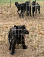 Max, a  Giant Schnauzer for sale in Big Sandy, TX – 6 of 6