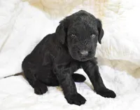 Abigail's Pups, a female Giant Schnauzer for sale in Big Sandy, TX – Photo 4 of 4