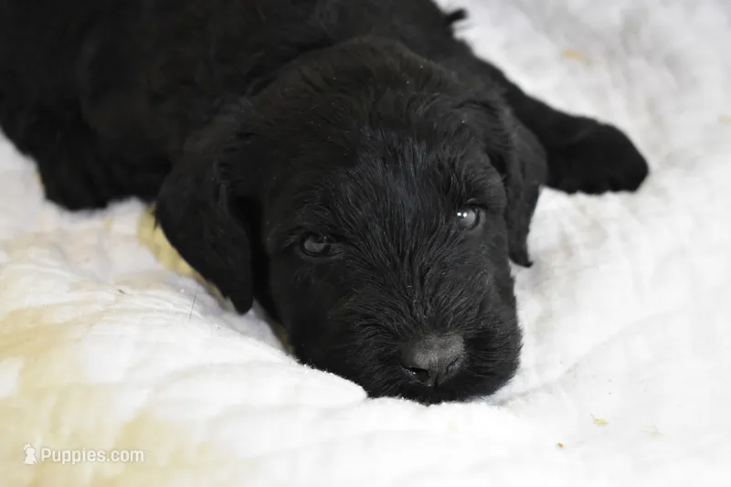 Abigail's Pups, a female Giant Schnauzer for sale in Big Sandy, TX – Photo 1 of 4