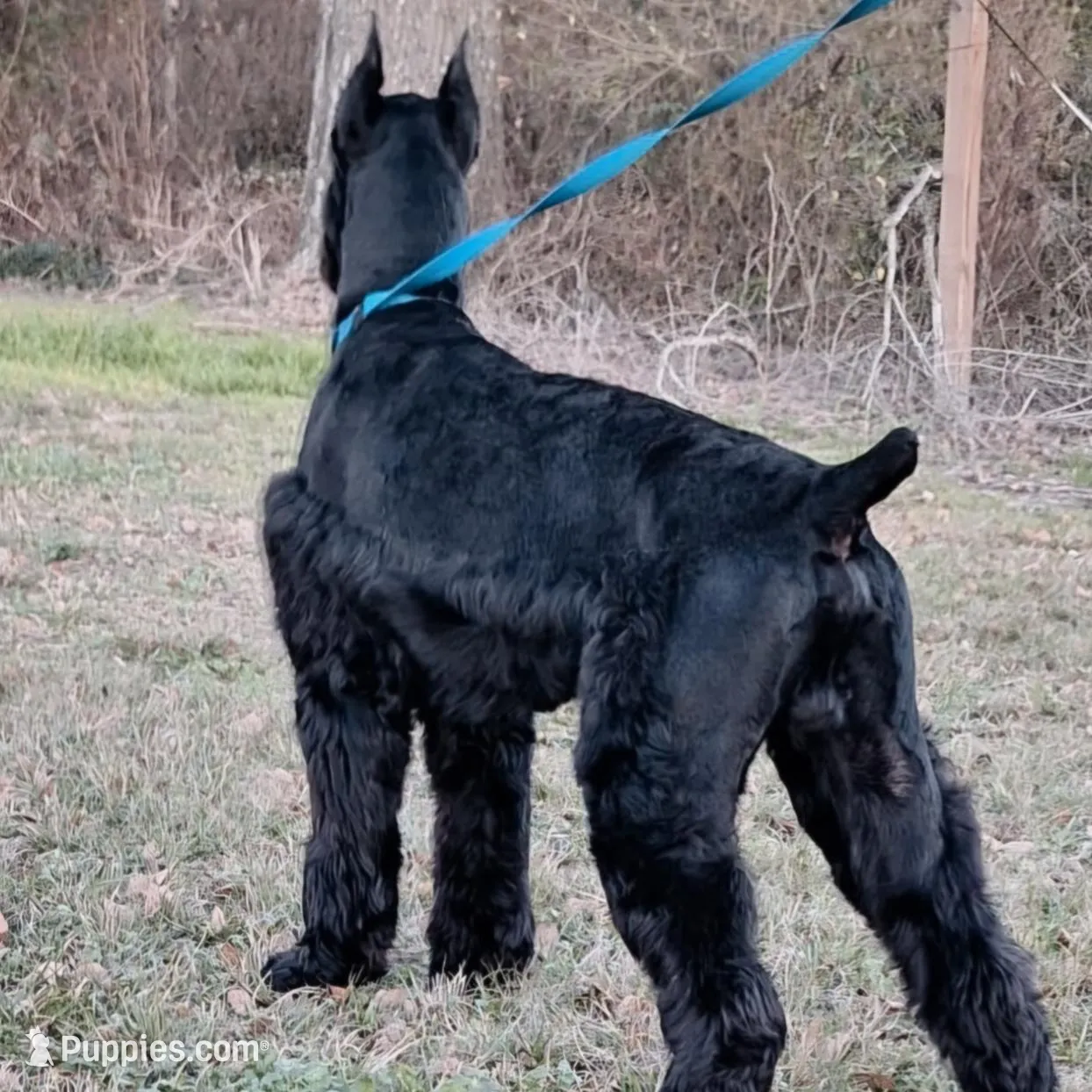 Giant Pup, a  Giant Schnauzer for sale in Big Sandy, TX – Photo 4 of 5