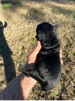 Giant Pup, a  Giant Schnauzer for sale in Big Sandy, TX – Photo 2 of 5