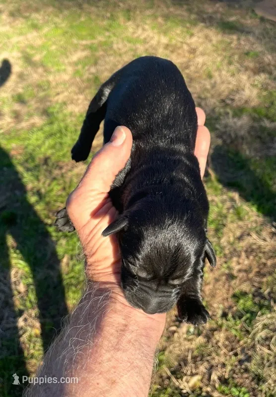 Giant Pup – Giant Schnauzer puppy for sale in Big Sandy, TX