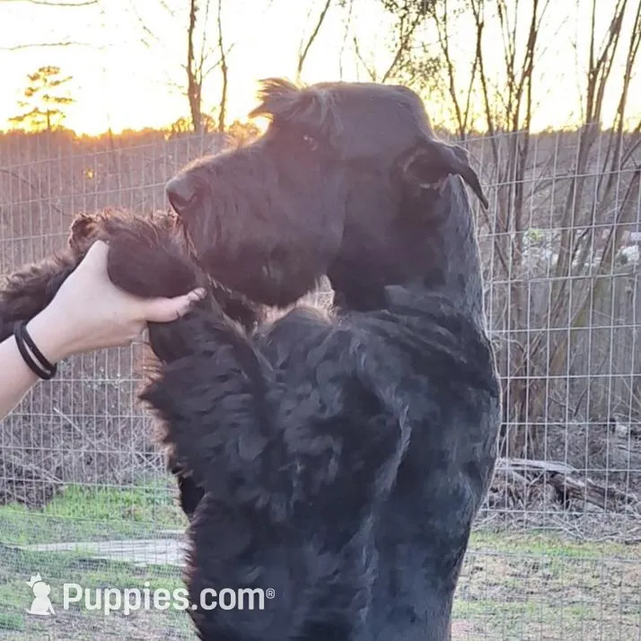 Giant Pup, a  Giant Schnauzer for sale in Big Sandy, TX – Photo 5 of 5