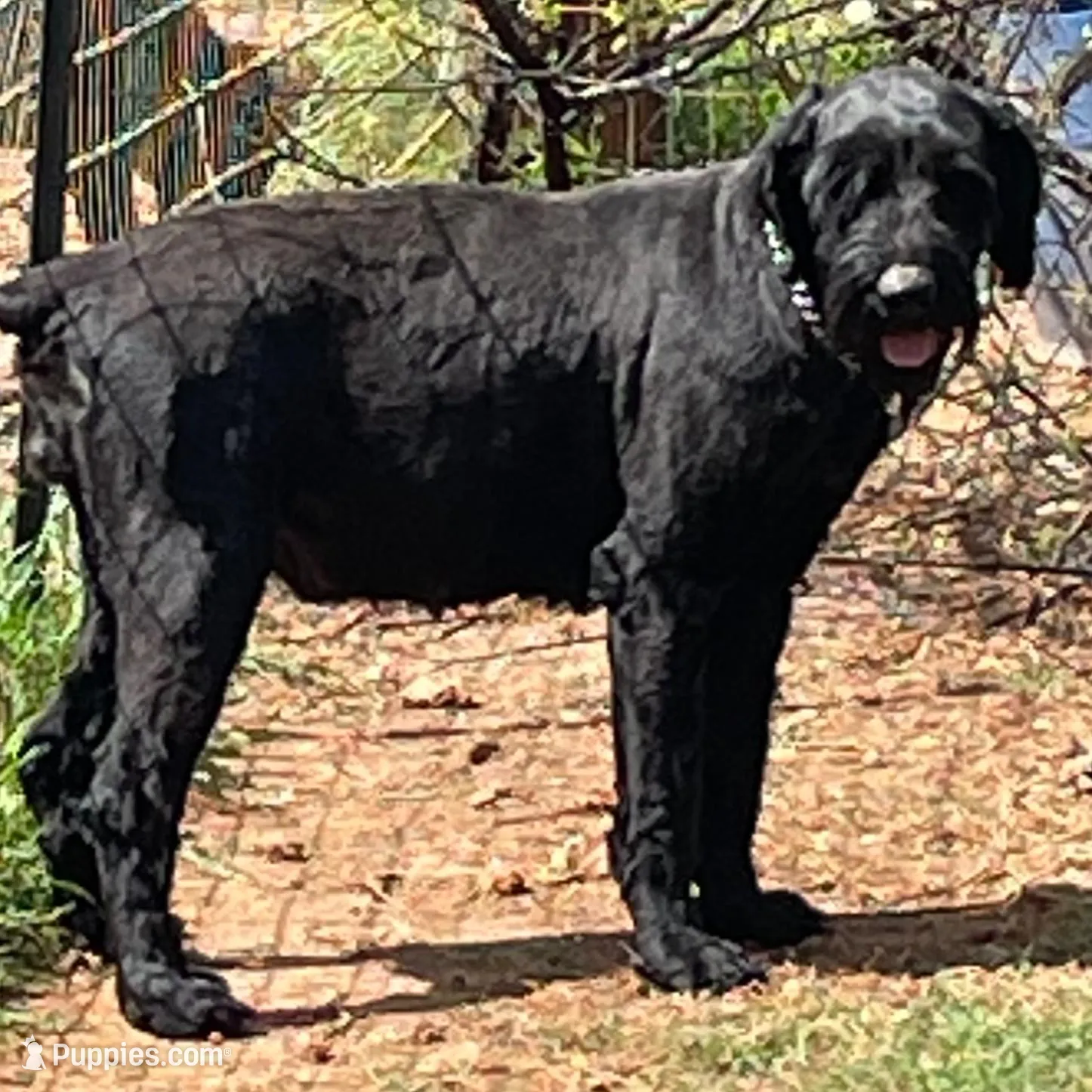 Giant Pup, a  Giant Schnauzer for sale in Big Sandy, TX – Photo 3 of 5