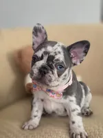Marinette, a female French Bulldog for sale in Trenton, NJ – 3 of 6