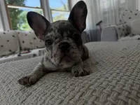 Ester, a female French Bulldog for sale in Trenton, NJ – 2 of 7
