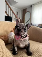 Nova, a female French Bulldog for sale in Trenton, NJ – 2 of 5