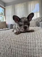 Ester, a female French Bulldog for sale in Trenton, NJ – 3 of 7