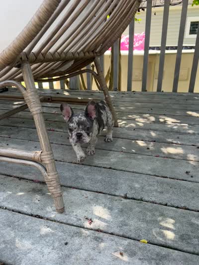 Ester, a female French Bulldog for sale in Trenton, NJ – 6 of 7