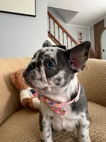 Marinette, a female French Bulldog for sale in Trenton, NJ – 5 of 6