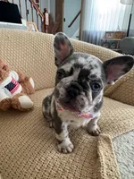 Marinette, a female French Bulldog for sale in Trenton, NJ – 4 of 6