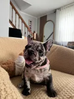 Nova, a female French Bulldog for sale in Trenton, NJ – 3 of 5