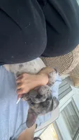 Chai, a male French Bulldog for sale in Trenton, NJ – 2 of 7