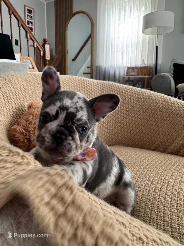 Marinette – French Bulldog puppy for sale in Trenton, NJ