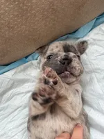 Chai, a male French Bulldog for sale in Trenton, NJ – 5 of 7