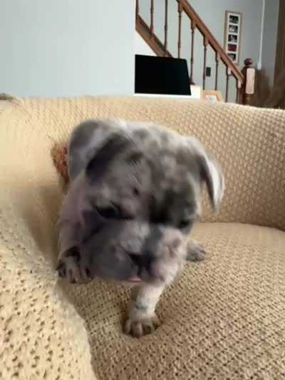 Chai, a male French Bulldog for sale in Trenton, NJ – 3 of 7