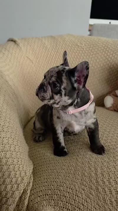 Nova, a female French Bulldog for sale in Trenton, NJ – 5 of 5