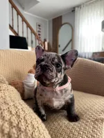 Nova, a female French Bulldog for sale in Trenton, NJ – 1 of 5